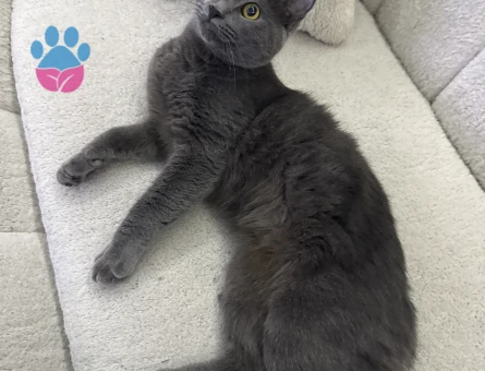 British shorhair 8 aylık Eş Arıyor