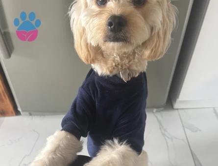 Oğluma eş arıyorum 18 aylık maltipoo