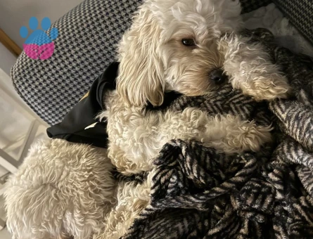 Oğluma eş arıyorum 18 aylık maltipoo