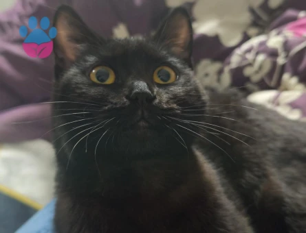 Bitter Çikolata British Shorthair kızımıza damat aramaktayız