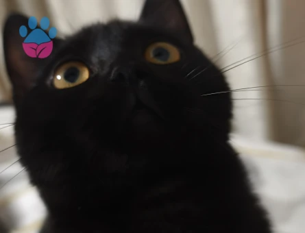 Bitter Çikolata British Shorthair kızımıza damat aramaktayız