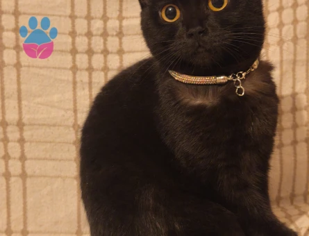Bitter Çikolata British Shorthair kızımıza damat aramaktayız