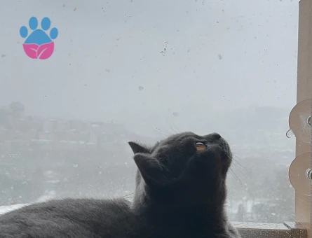 British Shorthair 1,5 Yaşında Eş Arıyor