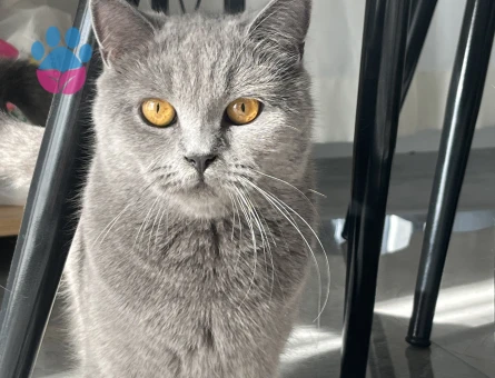 1,5 yaşındaki aşıları tam kedimize eş arıyoruz