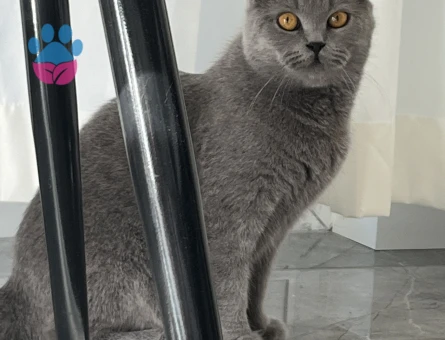 1,5 yaşındaki aşıları tam kedimize eş arıyoruz