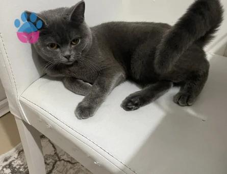 Dişi kedim için eş arıyorum