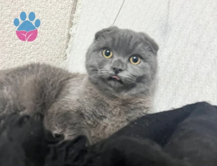 Scottish Fold 8 Aylık Dişi
