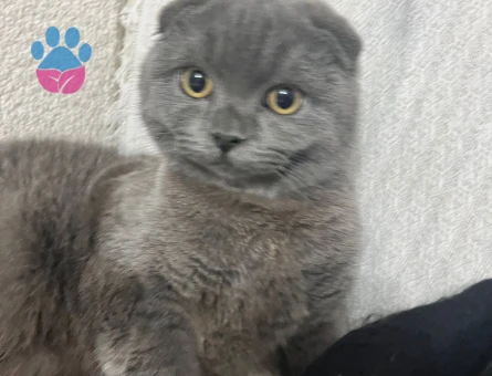 Scottish Fold 8 Aylık Dişi