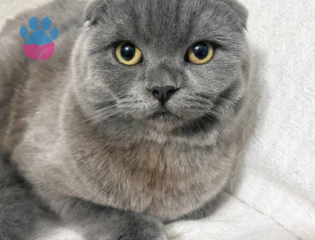 Scottish Fold 8 Aylık Dişi