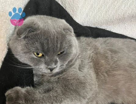 Scottish Fold 8 Aylık Dişi