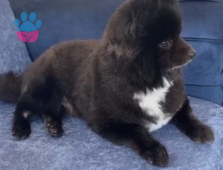 Pomeranian Oğlumuza Evde Birbirleriyle Anlaşacak Eş Aranıyor