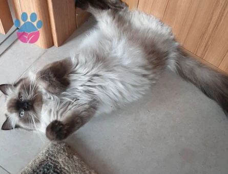 Himalayan Dişi Kedime Eş Arıyorum 2 Yaşında