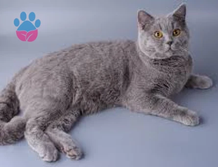 Yakışıklı British