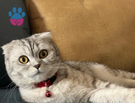 Scottish Fold kızımıza eş arıyoruz