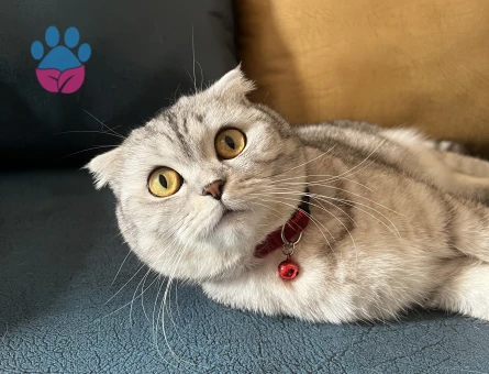 Scottish Fold kızımıza eş arıyoruz