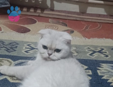 Scottish fold kedim için eş arıyorum