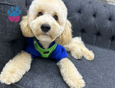 Maltipoma Dişi Arıyorum