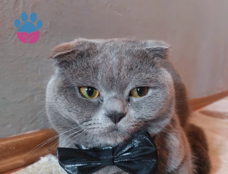 Scottish Fold Kızgınlıkta Eş Arıyor