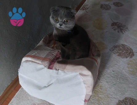 Scottish Fold Kızgınlıkta Eş Arıyor
