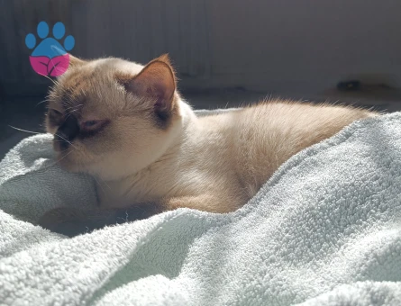 2 yaşında siyam Dişi Kızgınlıkta