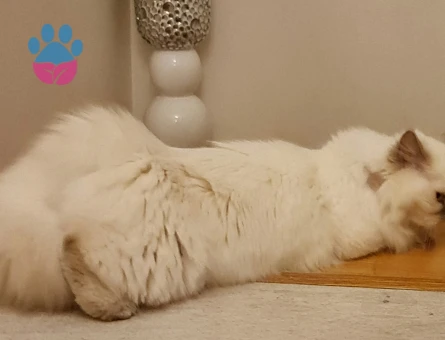 British Shorthair 1 Yaşında Kedime Eş Arıyorum