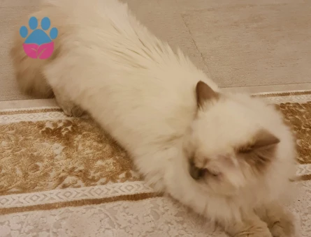 British Shorthair 1 Yaşında Kedime Eş Arıyorum