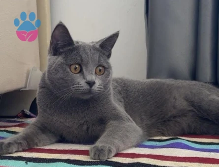 1 yaşında british russian blue dişi eş arıyoruz