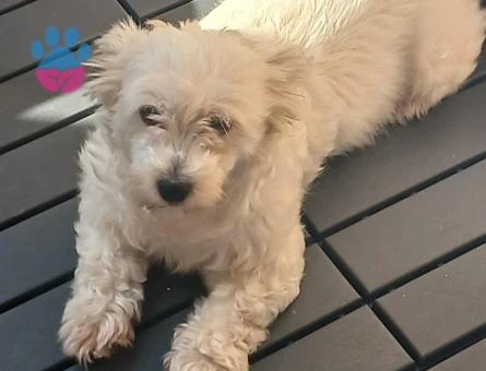 Kızımıza aynı tür erkek arıyoruz