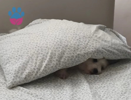 Kızımıza aynı tür erkek arıyoruz