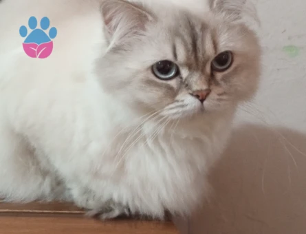 Dişi kedimize eş arıyoruz