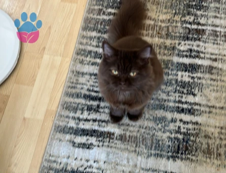 Yakışıklımıza eş arıyoruz