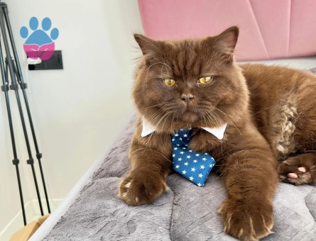 Yakışıklımıza eş arıyoruz