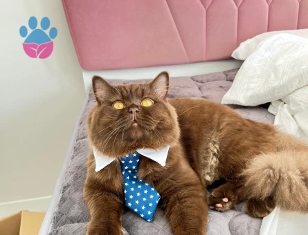 Yakışıklımıza eş arıyoruz