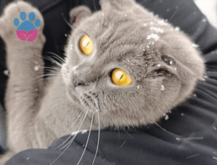 Scottish Fold Kızgınlıkta Eş Arıyor