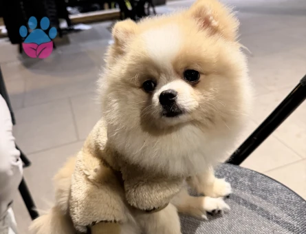 Pomeranian Boo Köpeğim Eş Arıyor