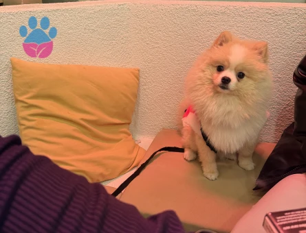 Pomeranian Boo Köpeğim Eş Arıyor
