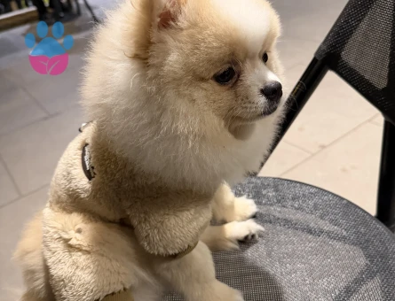 Pomeranian Boo Köpeğim Eş Arıyor