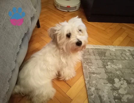 Kızımıza aynı tür erkek arıyoruz