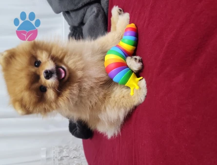 Pomeranian boo Dişi eş arıyoruz