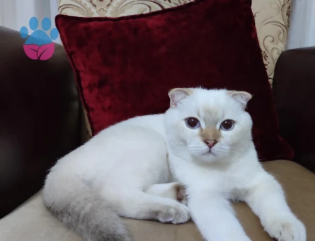 Scottish Oğlumuza Gelin Arıyoruz