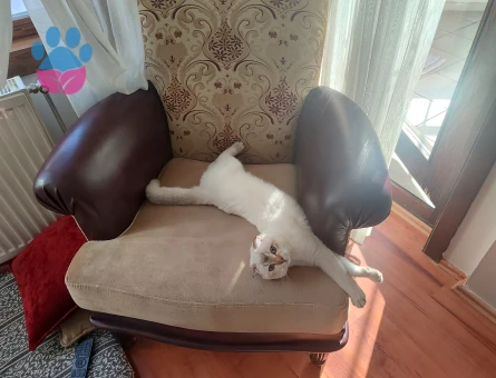 Scottish Oğlumuza Gelin Arıyoruz