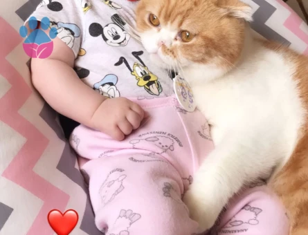 Egzotik Scottish 3 Yaşında Erkek