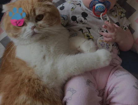 Egzotik Scottish 3 Yaşında Erkek