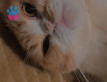 Egzotik Scottish 3 Yaşında Erkek