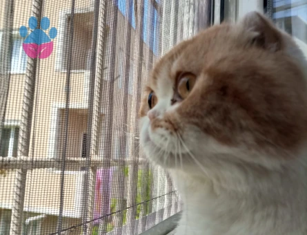 Egzotik Scottish 3 Yaşında Erkek