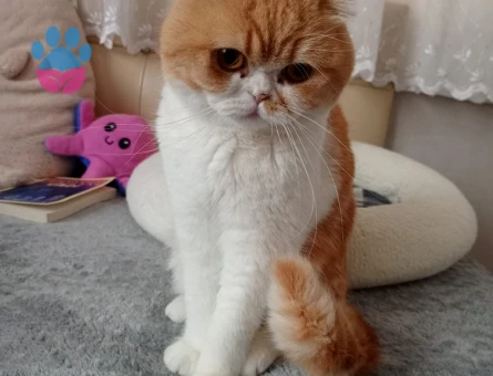 Egzotik Scottish 3 Yaşında Erkek