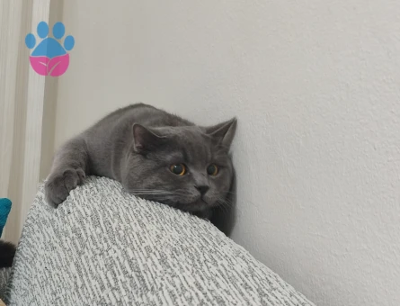 Kedime eş arıyorum