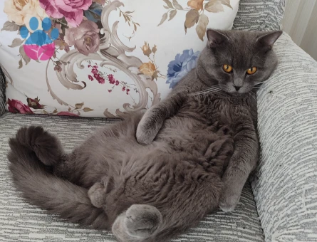 Kedime eş arıyorum