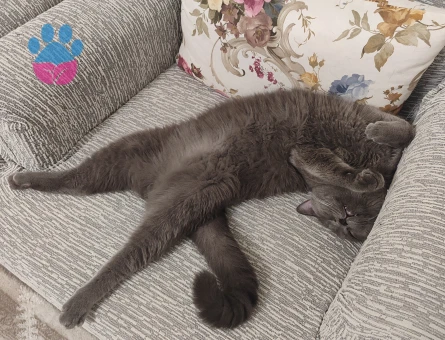 Kedime eş arıyorum