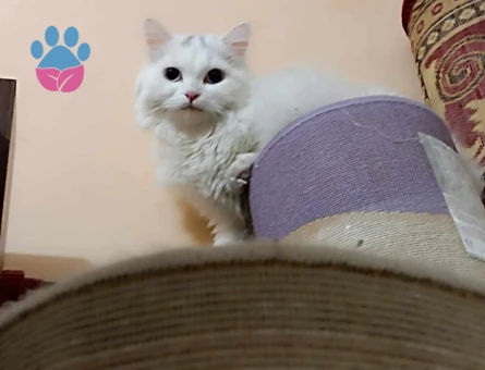 Luna'ya uygun bir eş arıyoruz